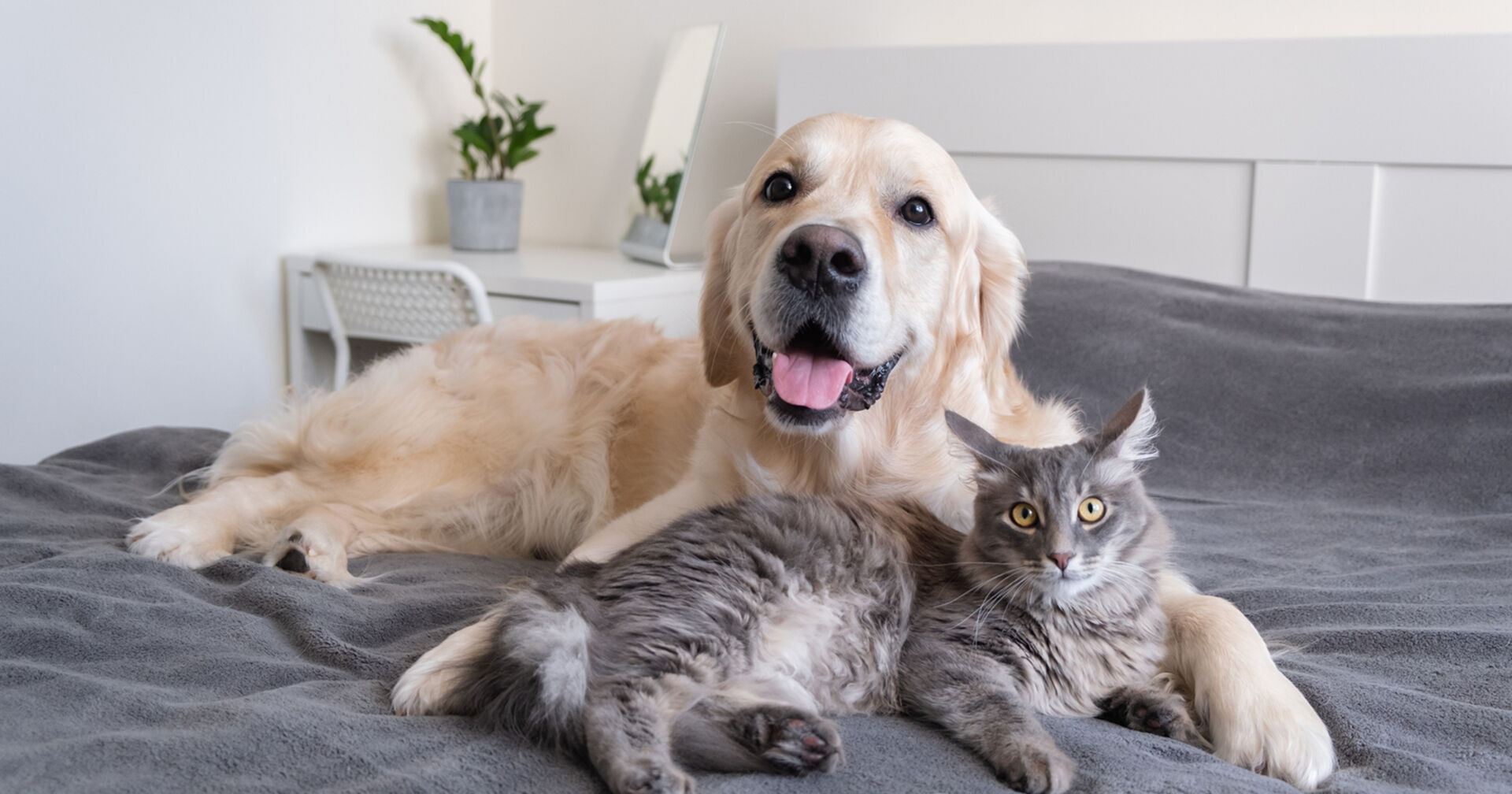 Hund und Katze liegen zusammen auf dem Bett | Credit: iStock.com/Irina Kashaeva