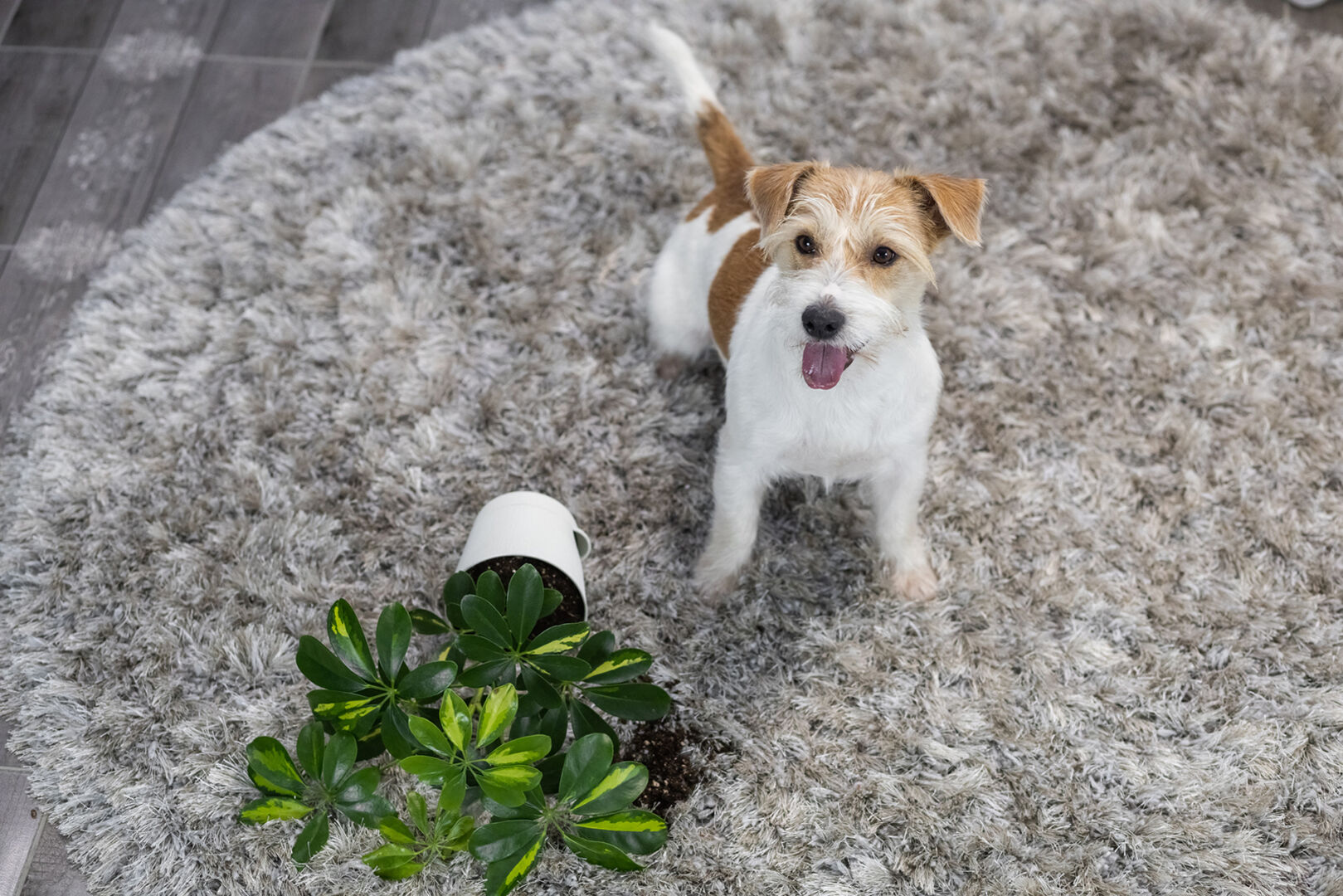 Hund sitzt mit Pflanze am Boden | Credit: iStock.com/Alexander Pytskiy