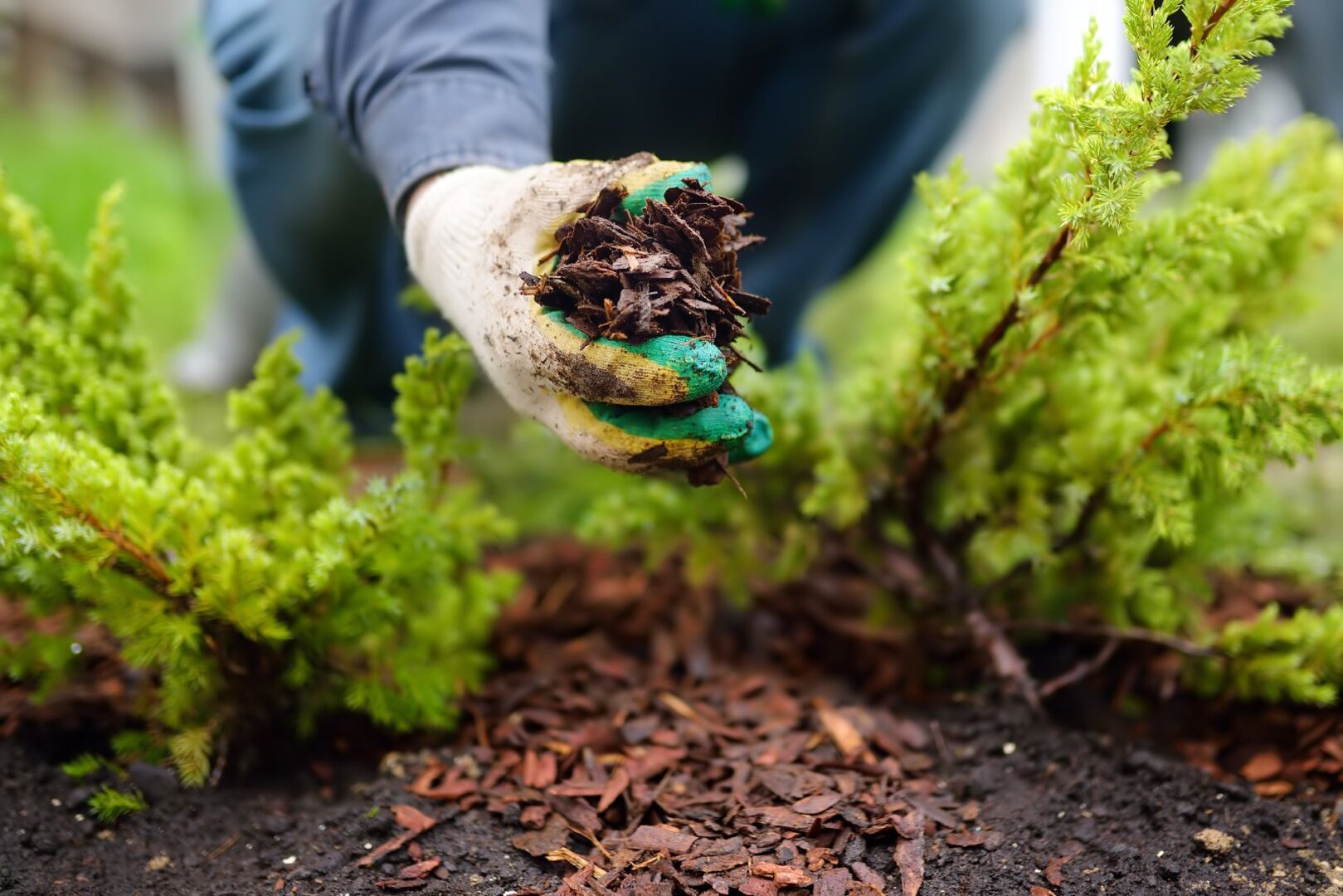 Gärtner mulcht ein Beet | Credit: iStock.com/SbytovaMN