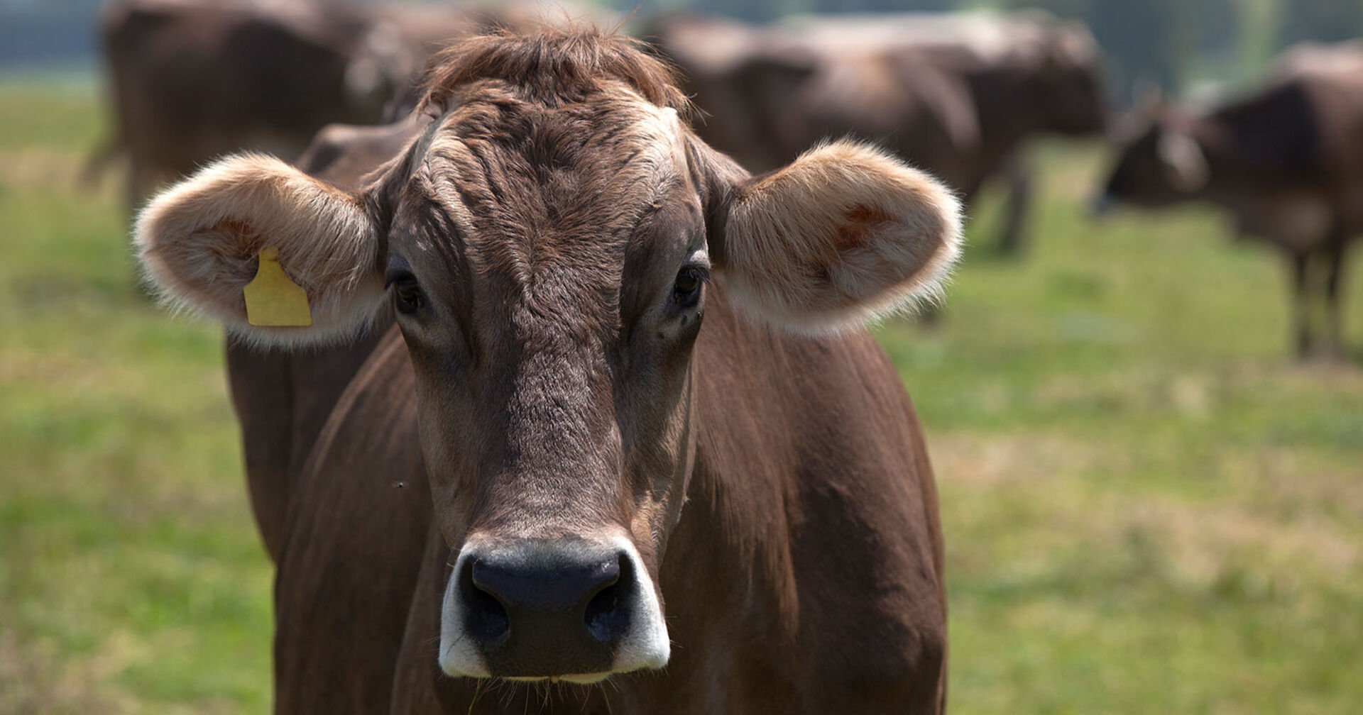 Kuh auf einer Weide mit weiteren Kühen im Hintergrund.