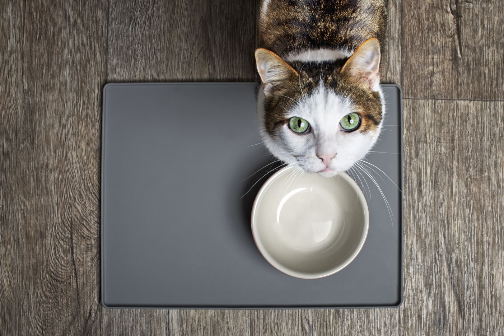 Katze mit leerem Futtertrog