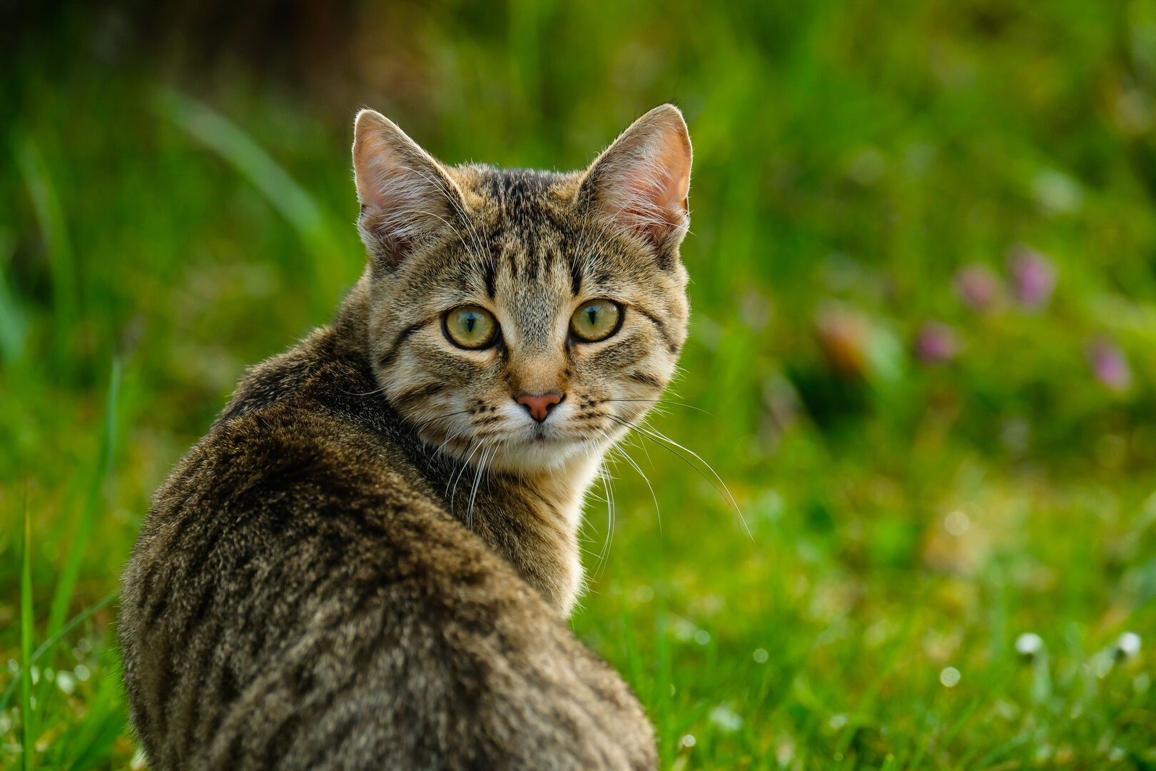 Katze im Freien