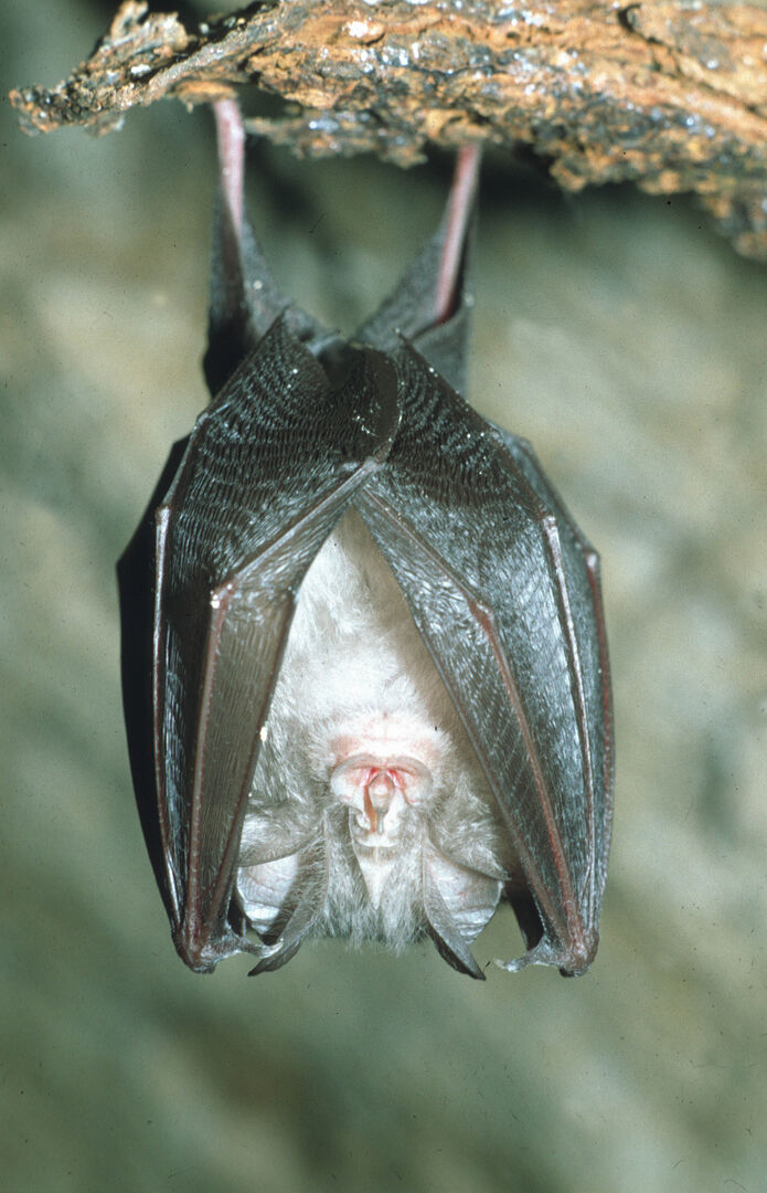 Fledermaus kopfüber hängend