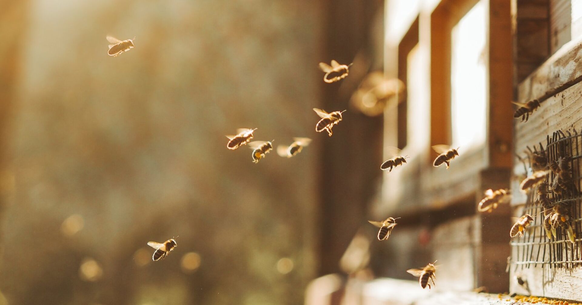 Wildbienen im Garten | Credit: iStock.com/Martin Herzog