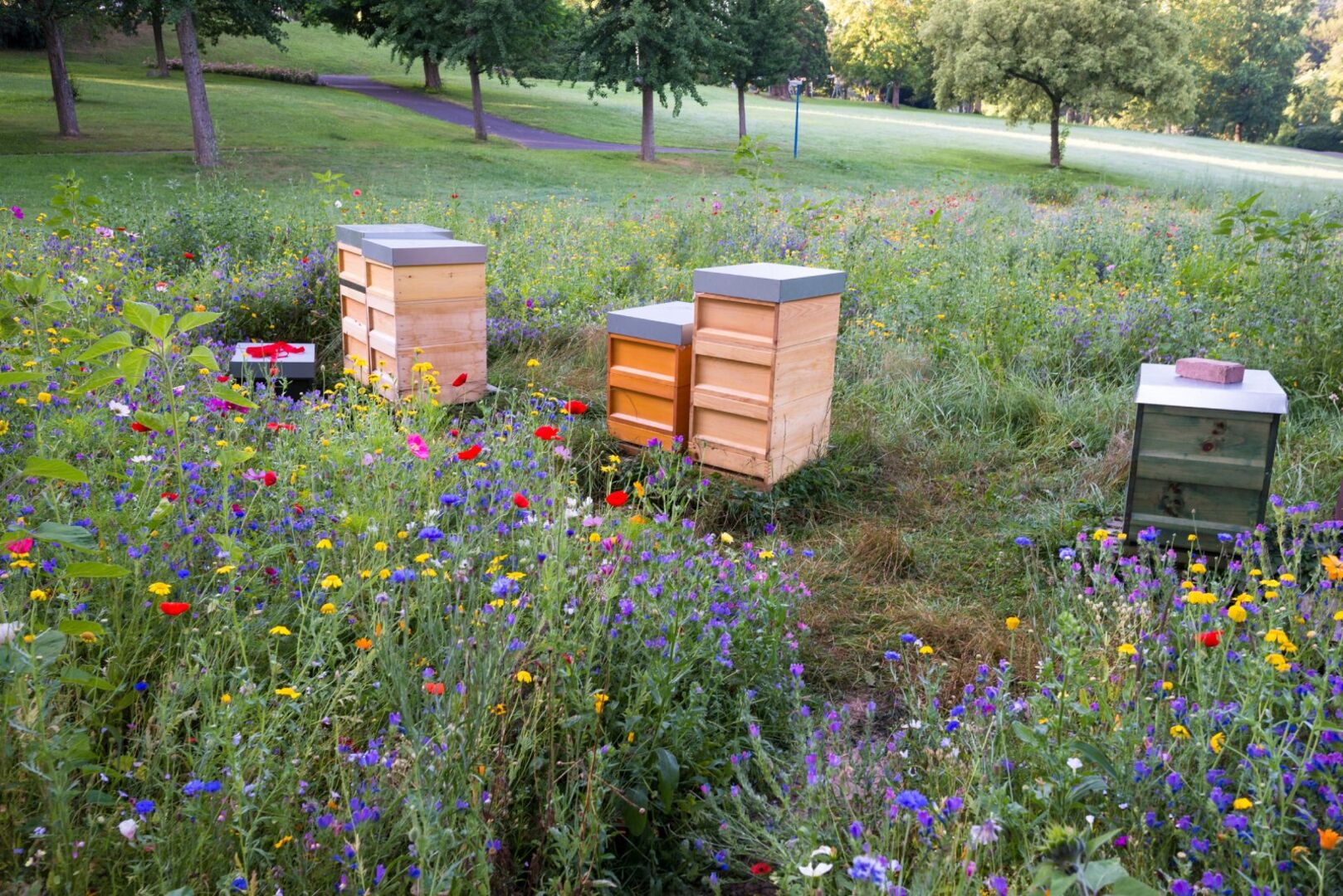 Blumenwiese mit Bienenhotels | Credit: iStock.com/Meindert van der Haven
