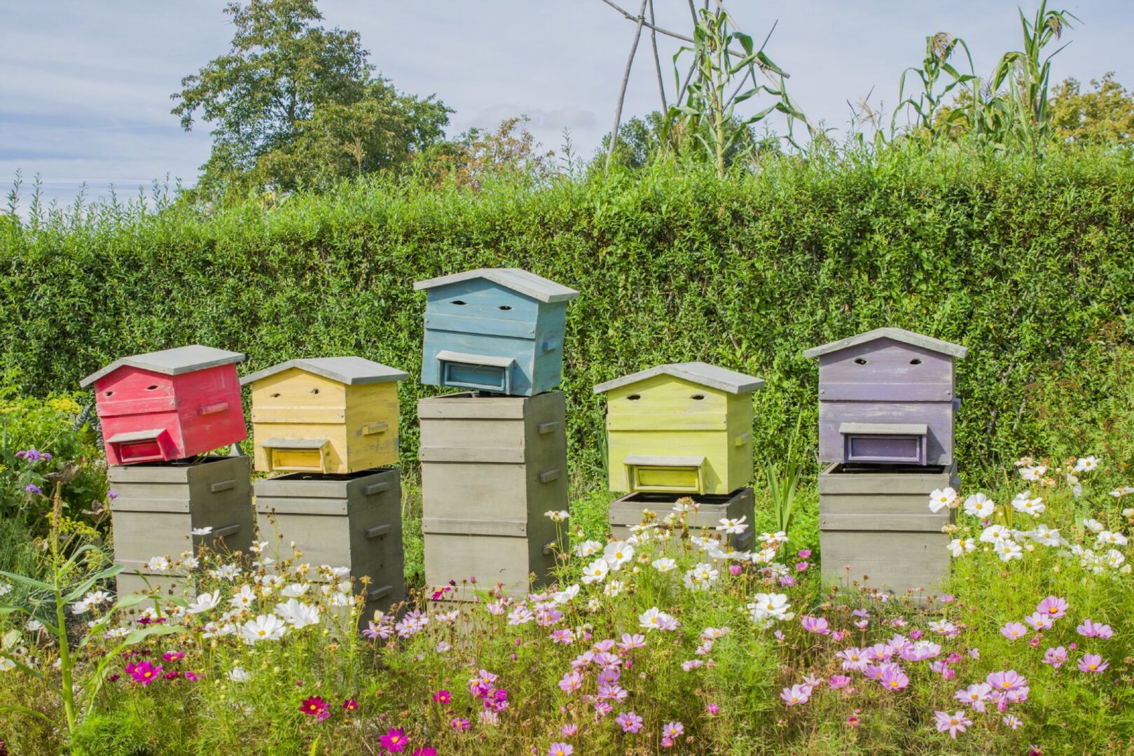 Bienenhotel auf einer Blumenwiese | Credit: iStock.com/kipgodi