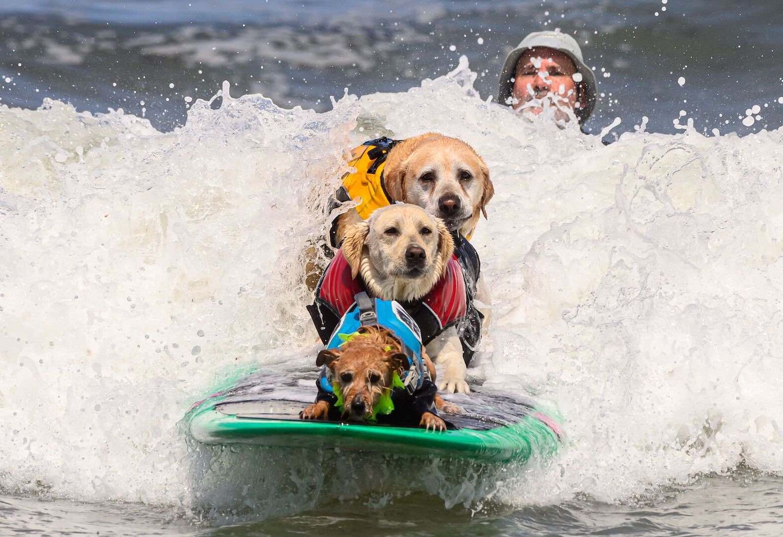 Drei Hund auf einem Surfbrett.