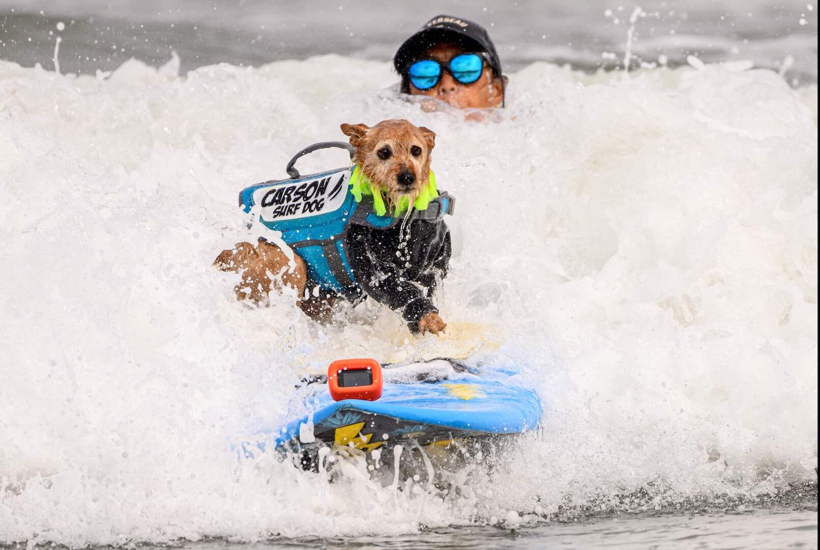 Kleiner Hund mitten in einer Welle.