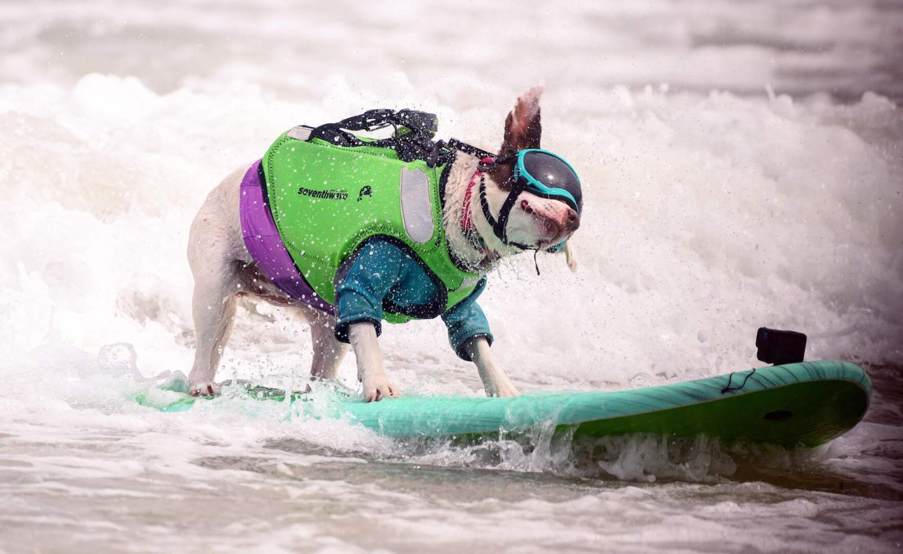 Kleiner Hund mit grüner Weste auf dem Surfbrett .