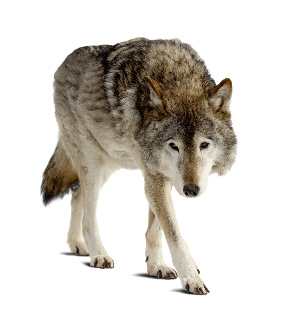Wolf