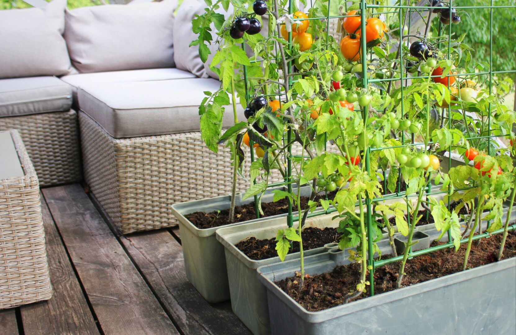 Tomatensträucher auf einem Balkon | Credit: iStock.com/Vaivirga