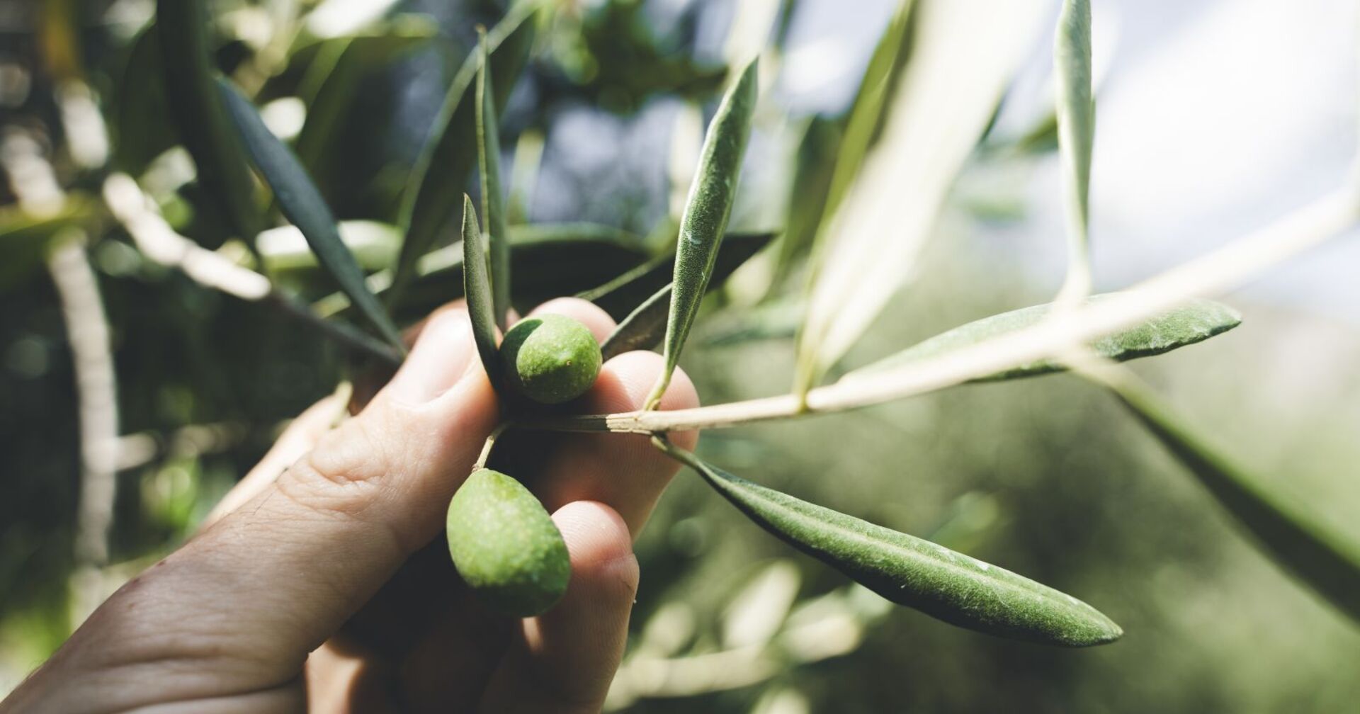 Hand greift Oliven an