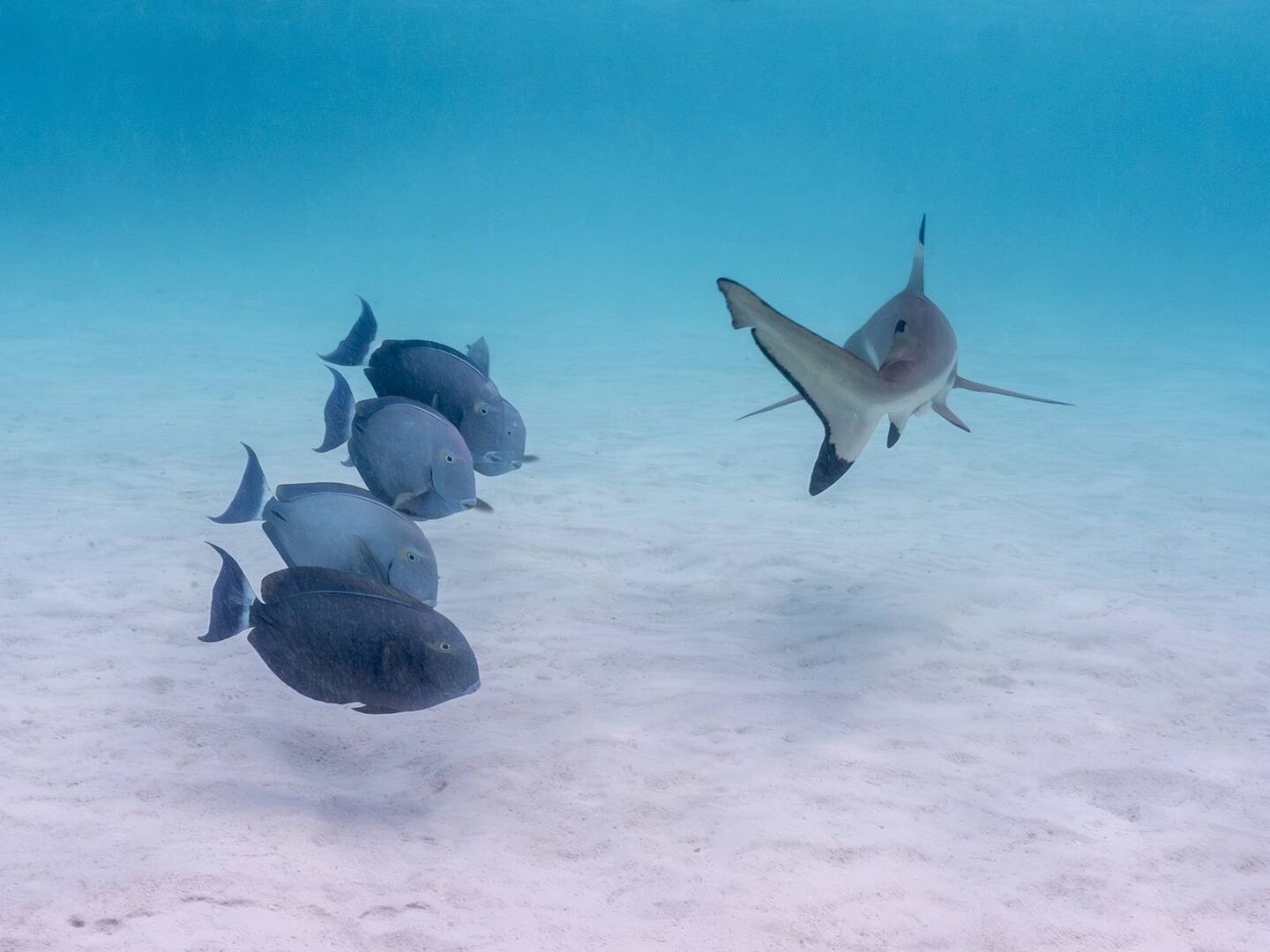 Fische und ein Hai