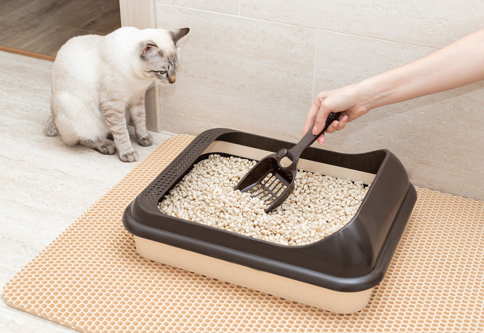 Katze sitzt neben dem Katzenklo | Credit: iStock.com/Mila Naumova