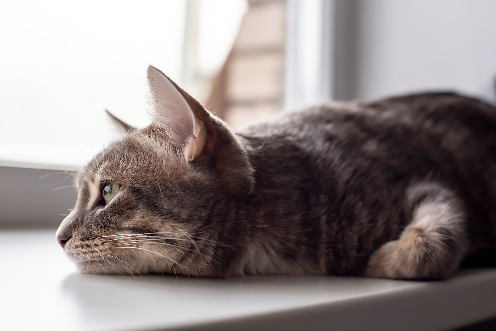 Katze ist traurig | Credit: iStock.com/koldunova