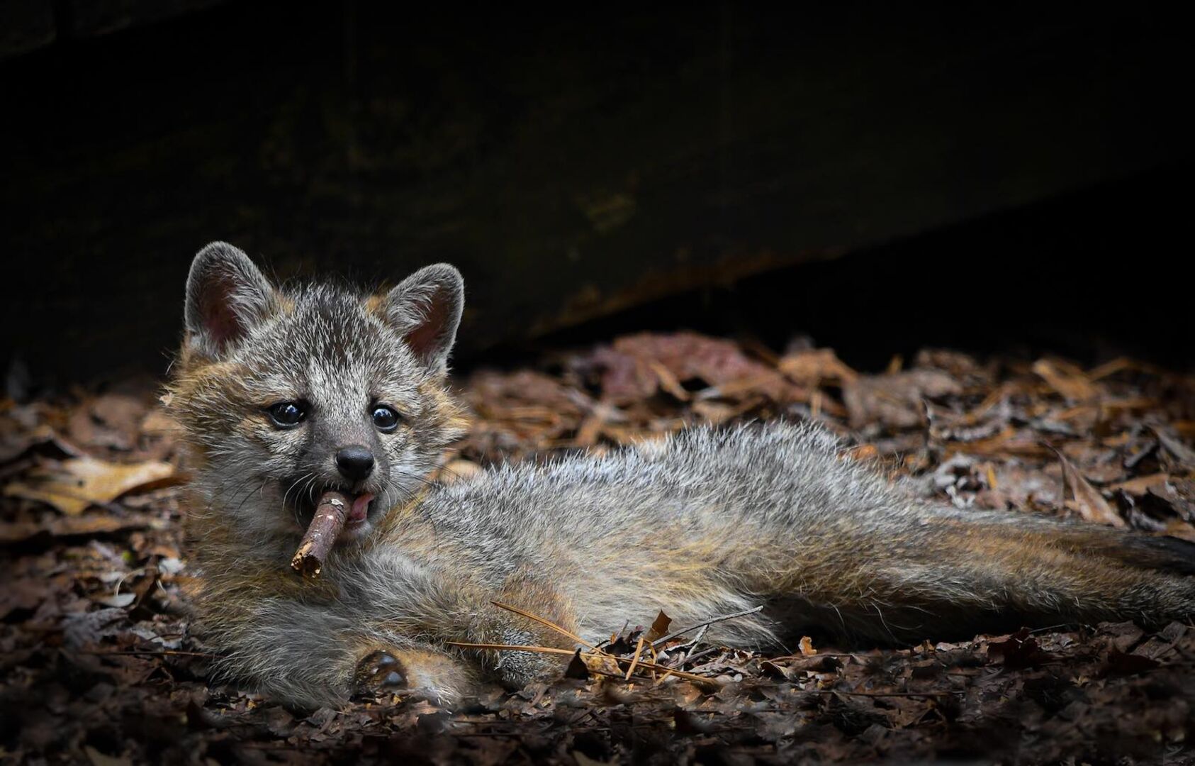 Ein Fuchs, der scheinbar eine Zigarre raucht.