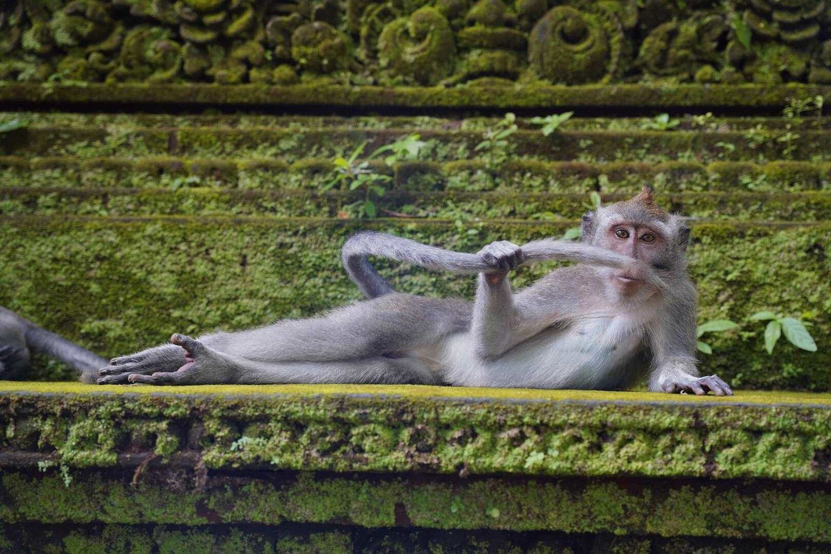Affe posiert für Fotografen.