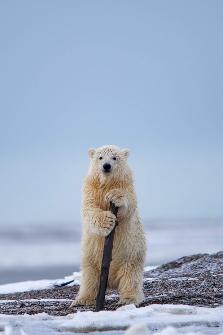 Eine Eisbär mit einem Stock.