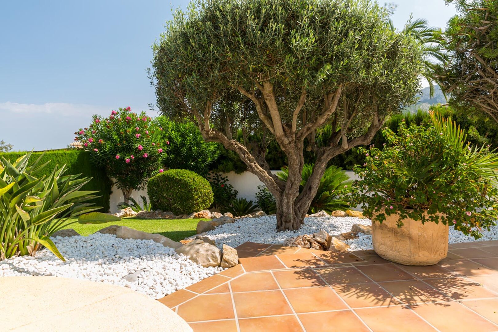Mediterraner Garten mit Olivenbaum | Credit: iStock.com/brebca