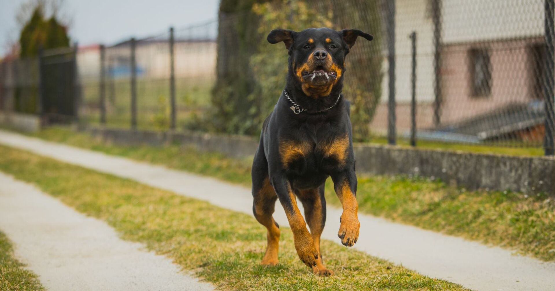 Ein Rottweiler läuft auf der Straße.