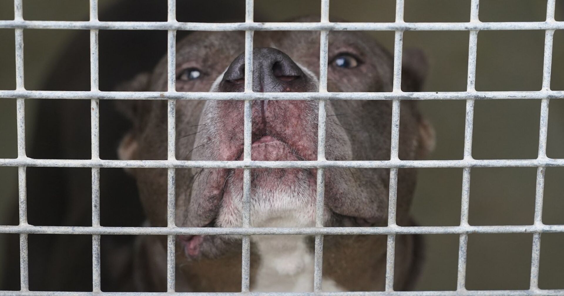 Ein Staffordshire Terrier hinter Gittern.