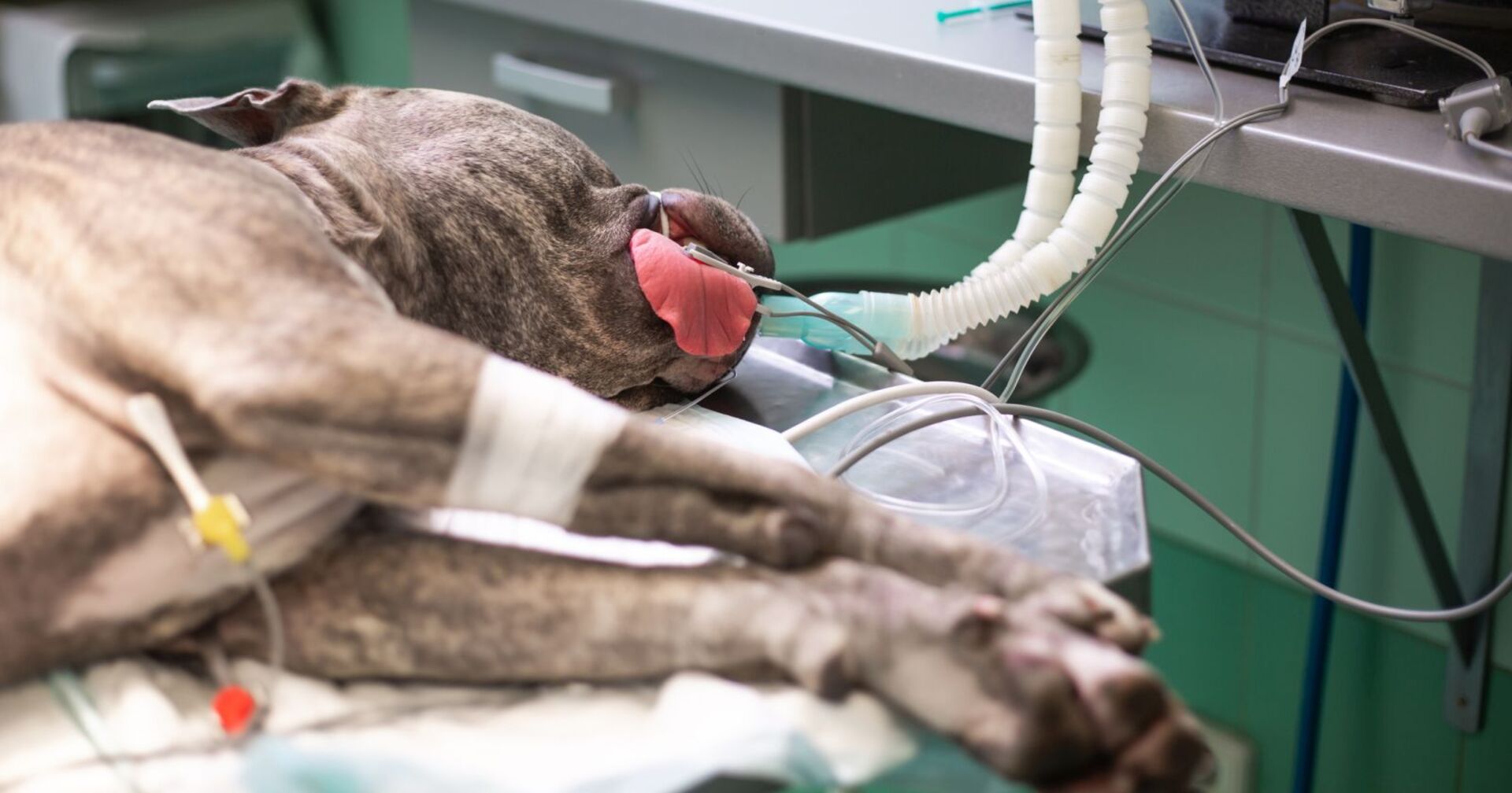 Ein Hund beim Tierarzt auf den OP-Tisch.