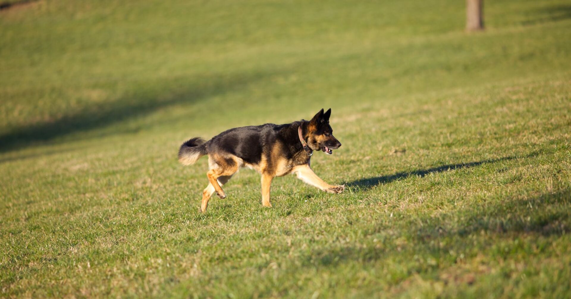 Ein Deutscher Schäferhund läuft auf einer Wiese.