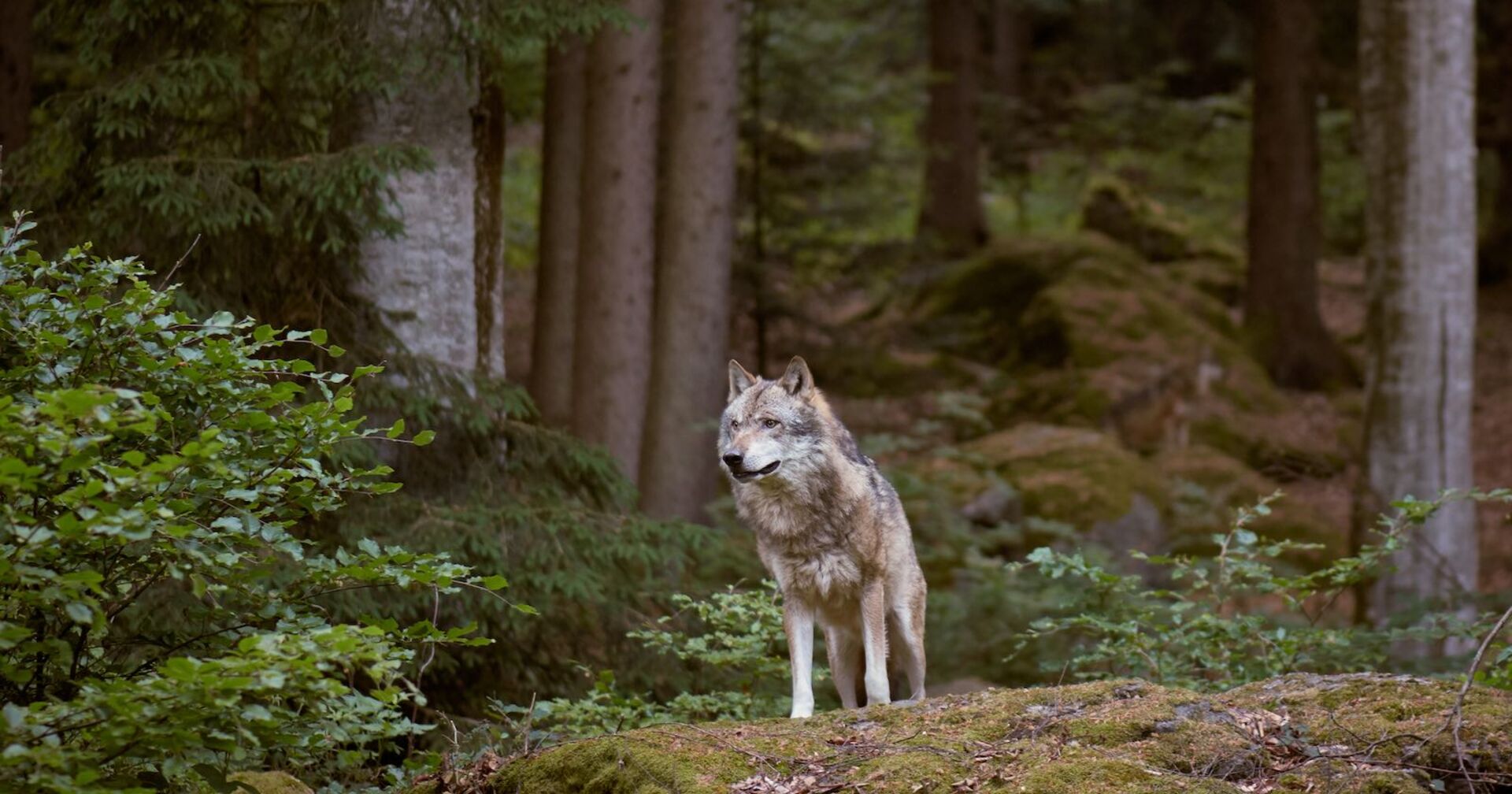 Ein Wolf im Wald.