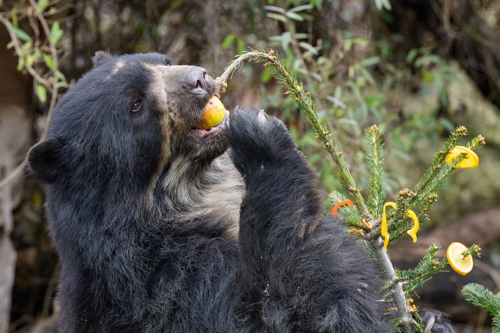 Einer der Brillenbären frisst den Apfel von der Spitze des Baumes.