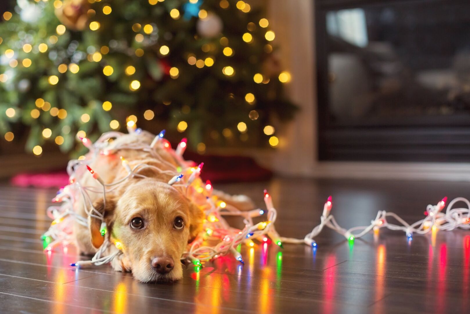 Ein traurig aussehender Hund vor einem Weihnachtsbaum.