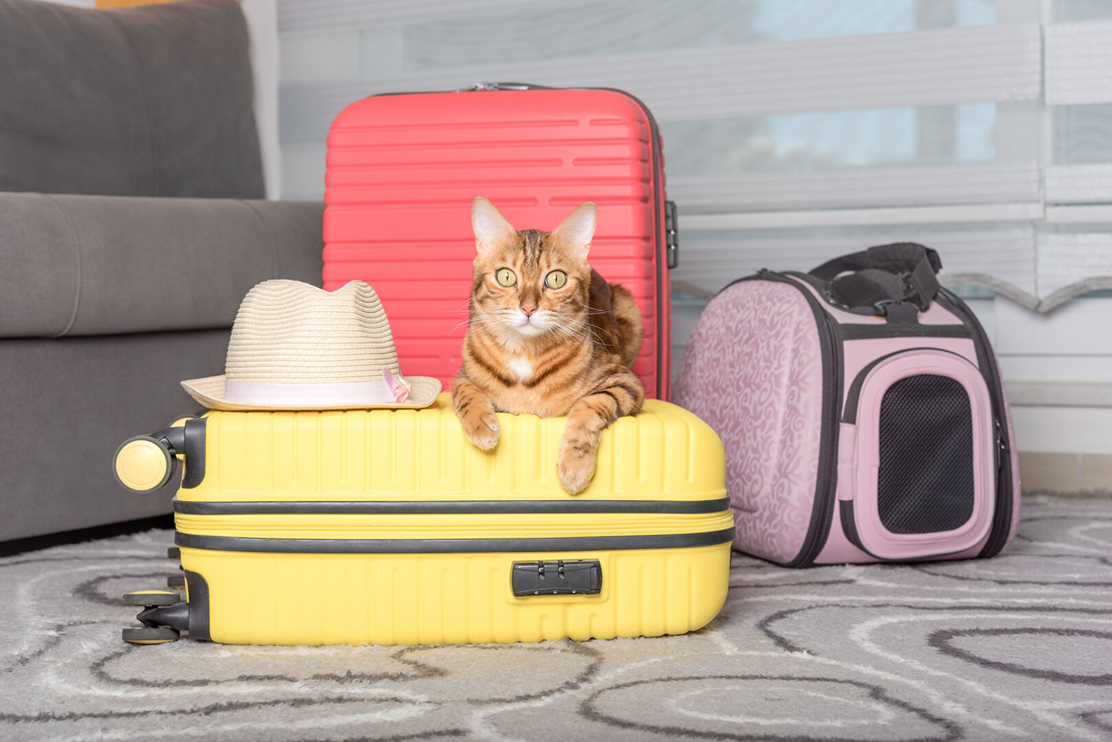 Katze sitzt auf Koffer | Credit: iStock.com/Svetlana Sultanaeva