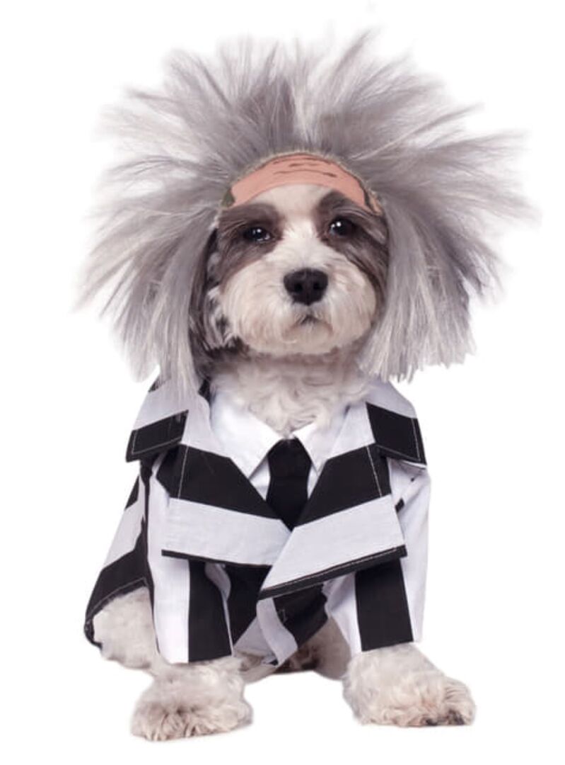 Verkleideter Hund