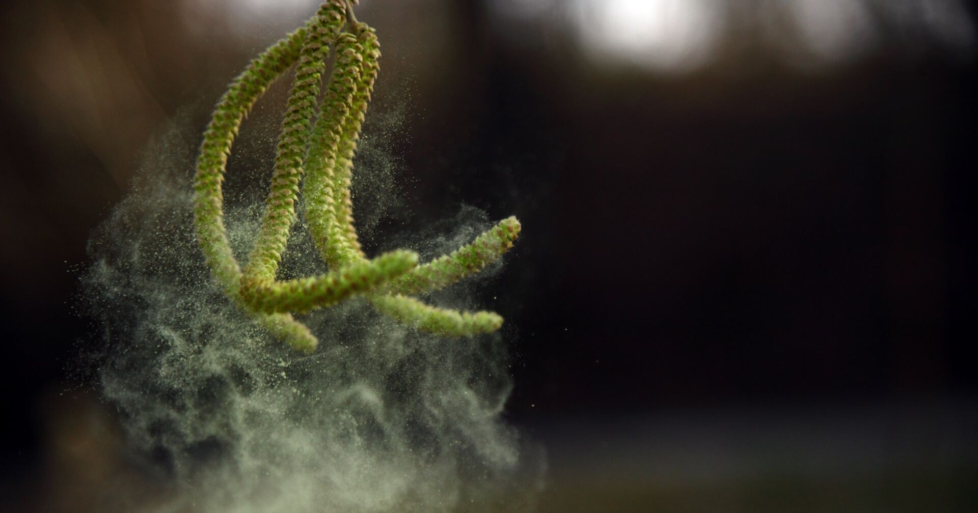 Pollen von einem Haselstrauch.