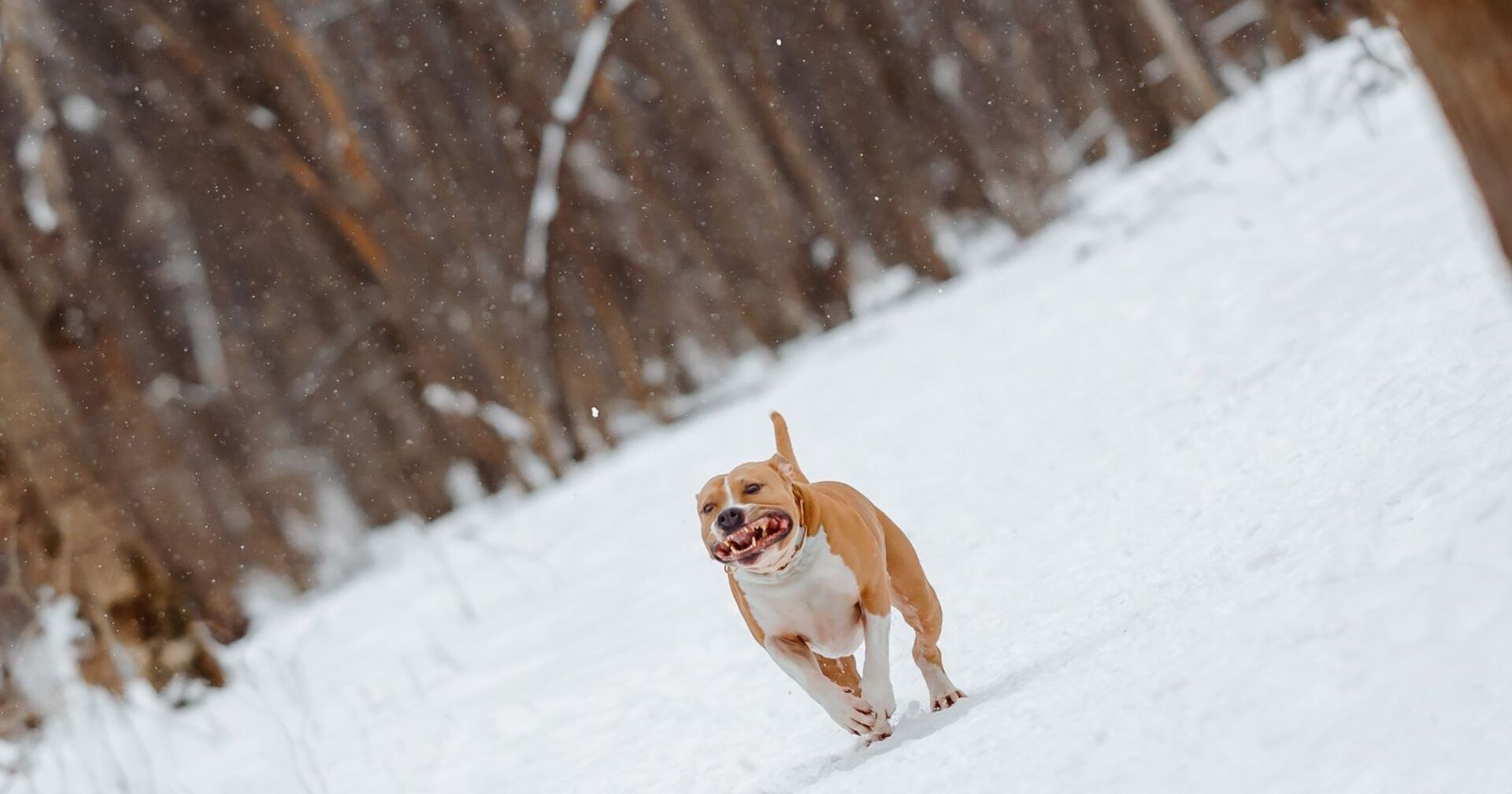 American Staffordshire Terrier läuft durch den Schnee.