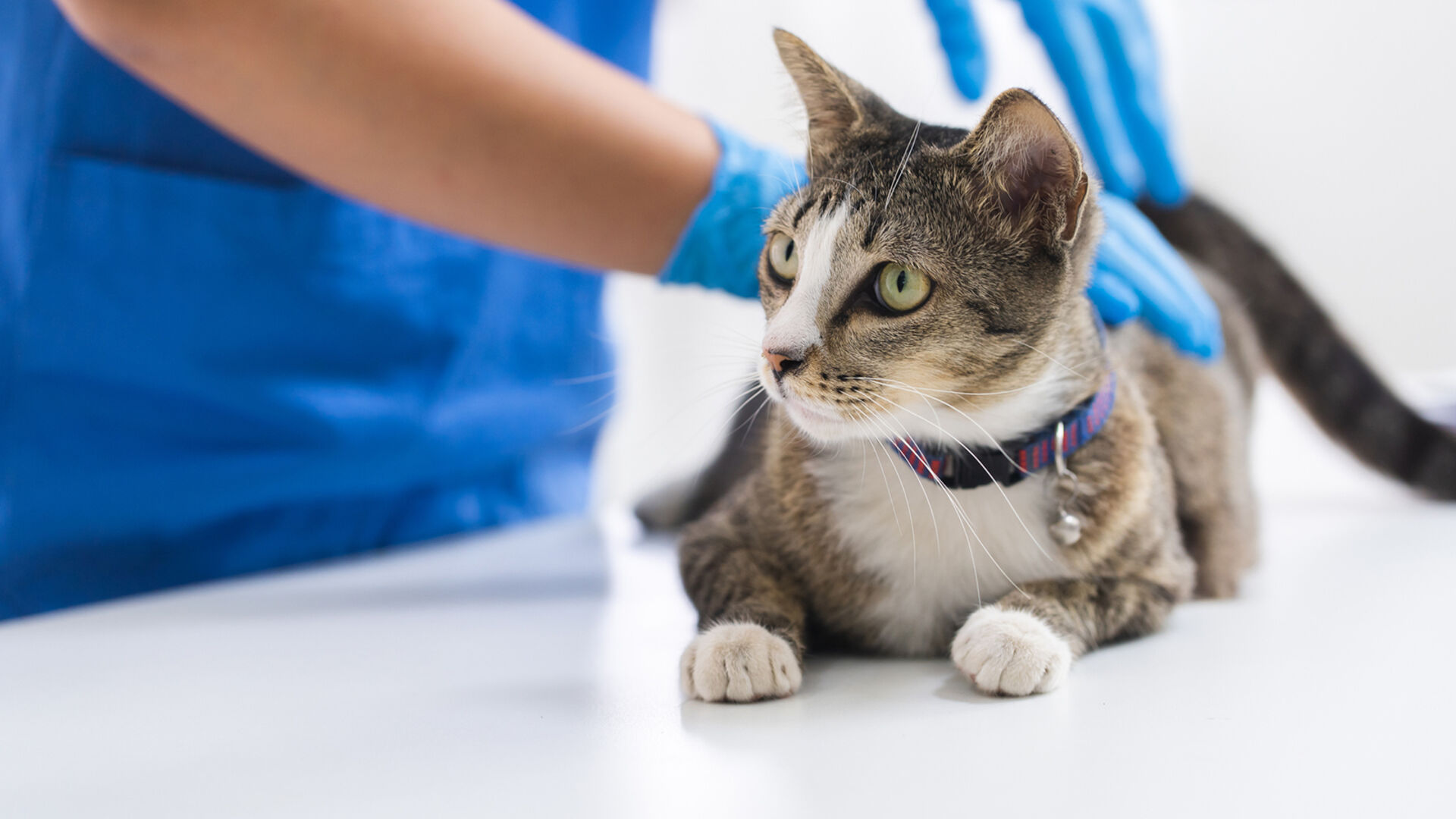 Katze beim Tierarzt | Credit: iStock.com/Chalirmpoj Pimpisarn