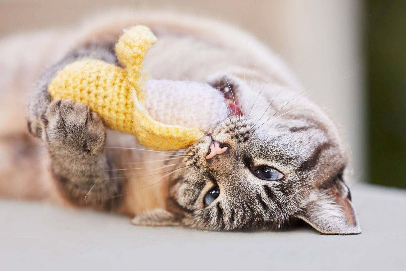 Katze spielt mit Katzenminze-Spielzeug | Credit: iStock.com/Svetlana Popova