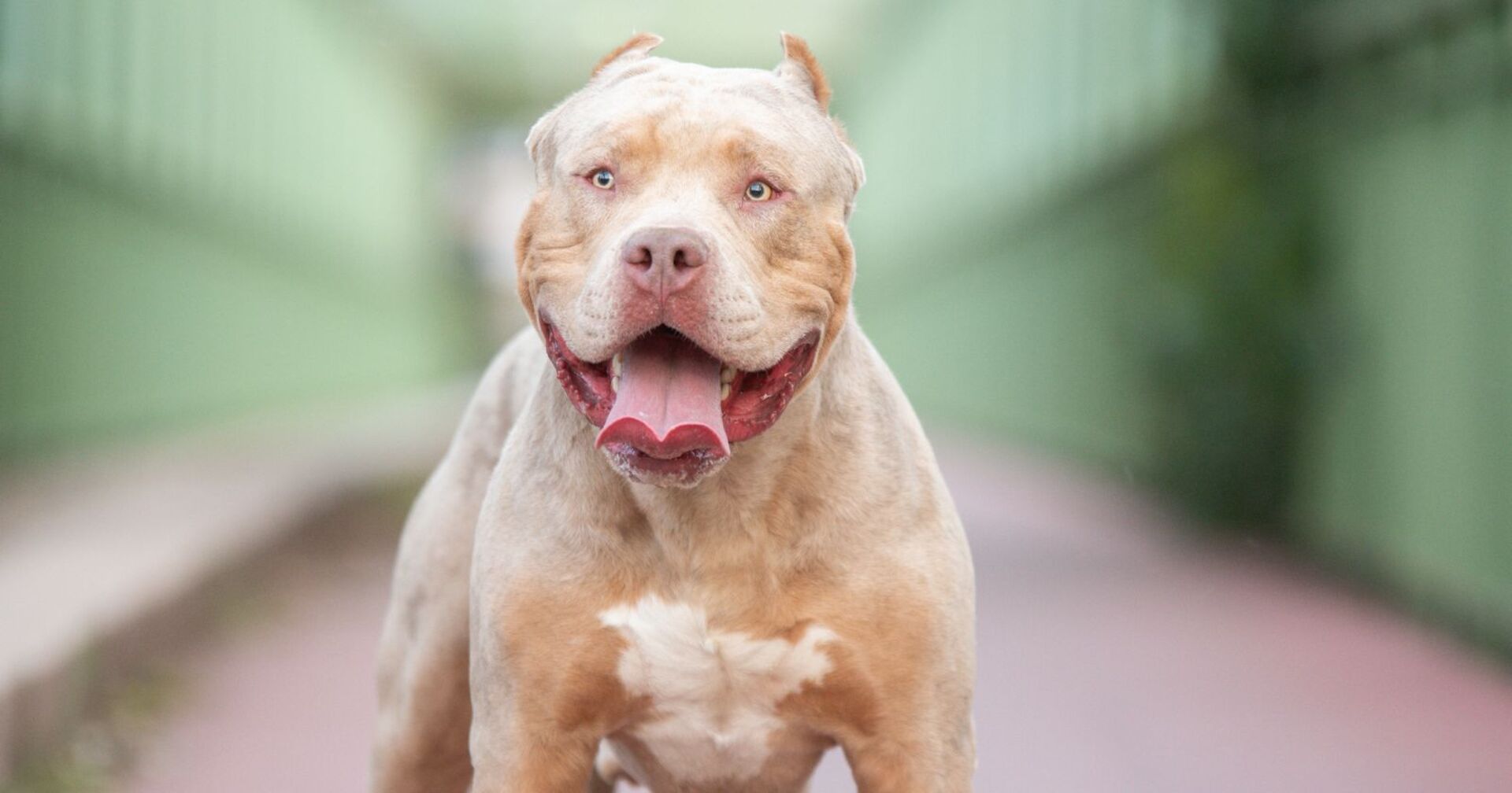 Ein American Bully XL.