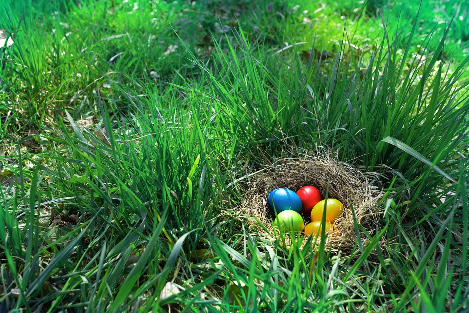 Osternest in der Wiese | Credit: iStock.com/Muenz