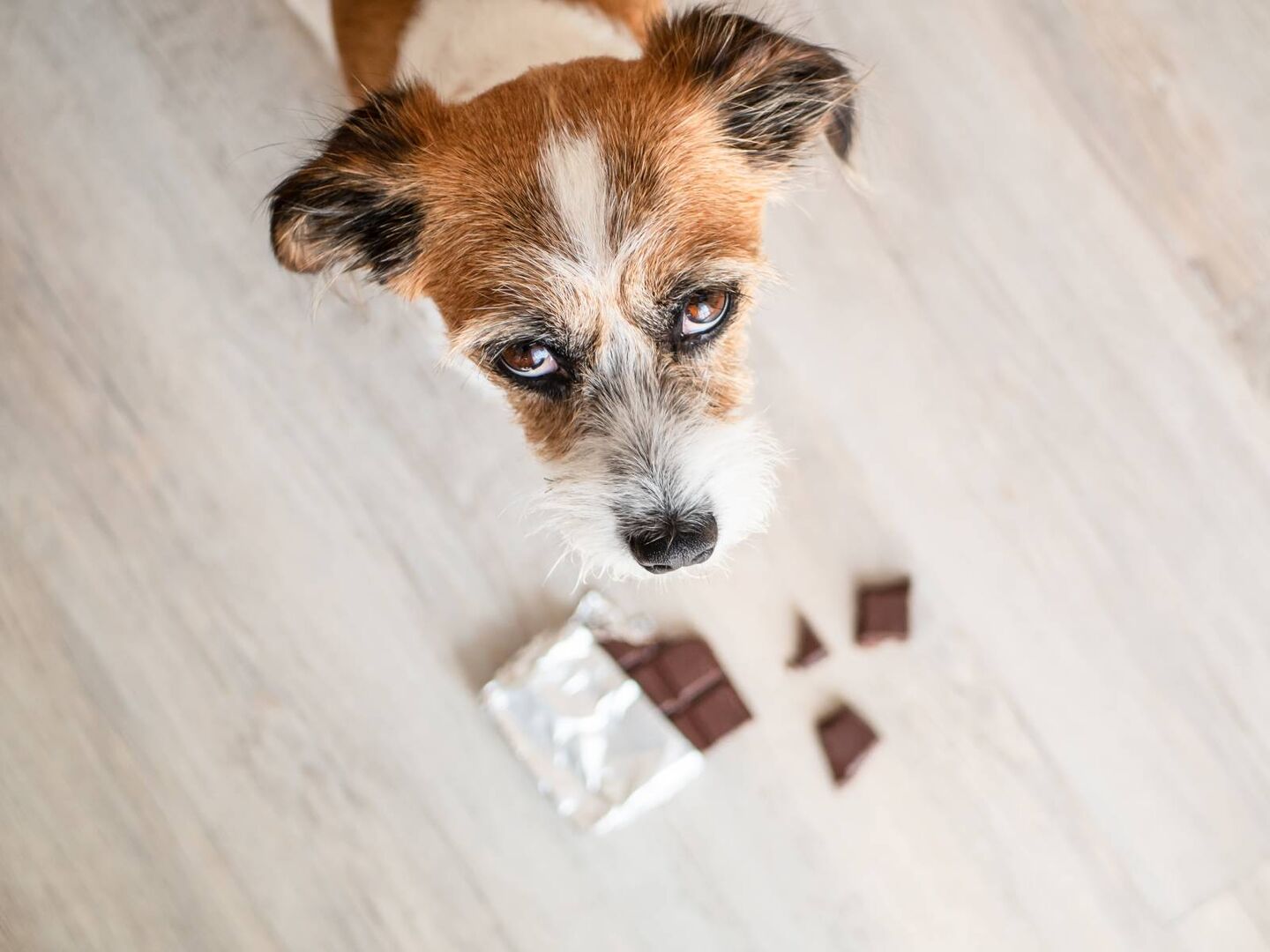 Hund bettelt mit Hundeblick um Schokoladen-Leckerli