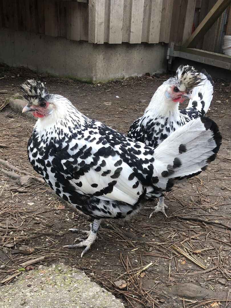 Das Markenzeichen der Appenzeller Spitzhaubenhühner ist ihr auffälliger Kopfschmuck