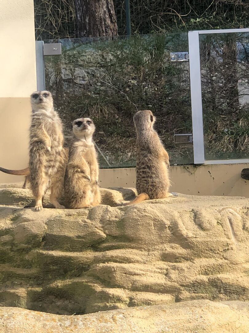 Eine Gruppe von Erdmännchen genießt die Sonnen im Zoo Schmiding.