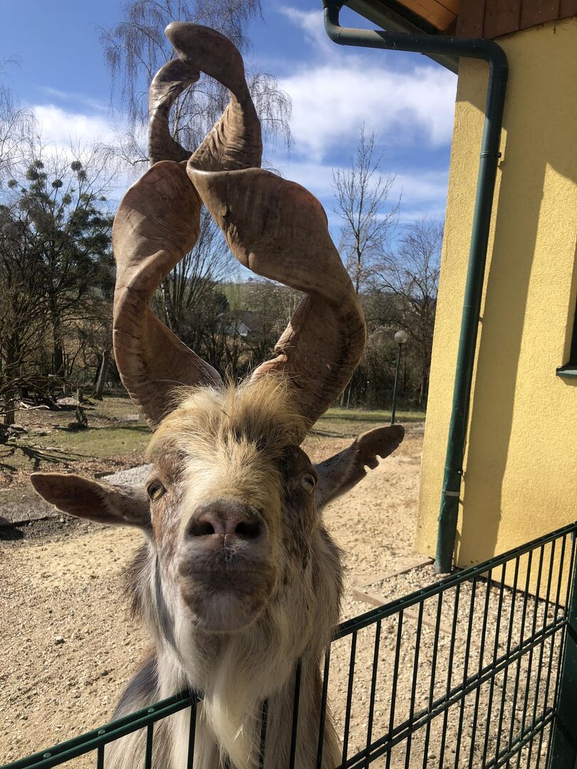 Ein wunderschönen Ziegenbock mit langem Bart, langen gewundenen Hörner blickt den Zoobesucher an.