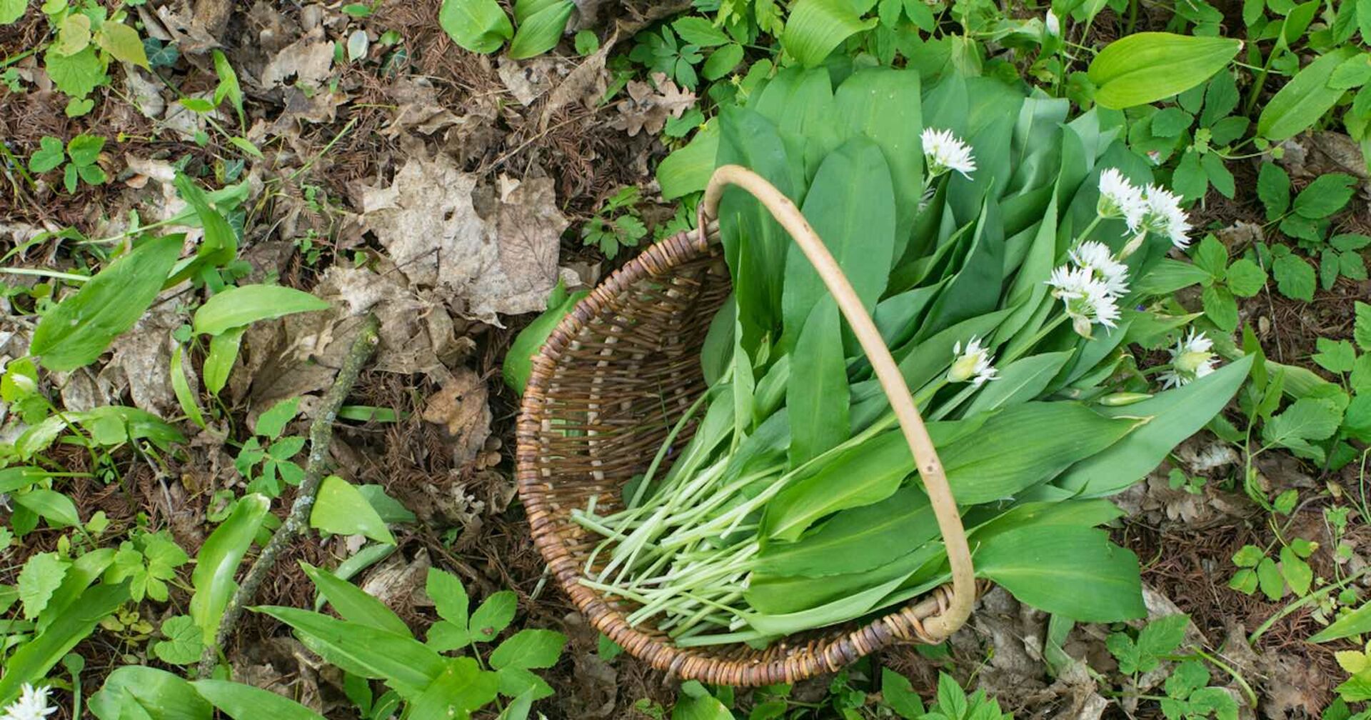 Bärlauch in einen Korb.