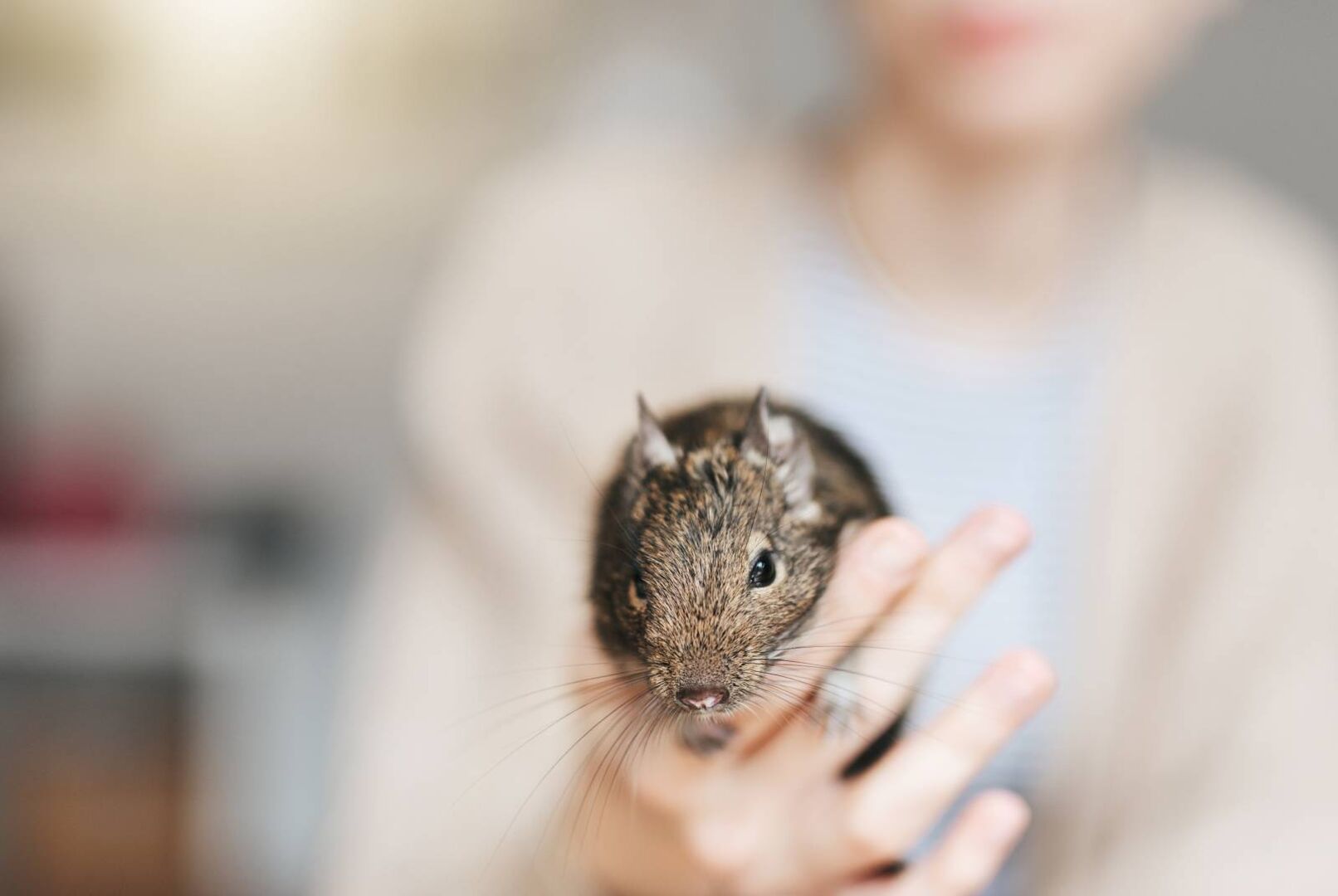 Detailansicht eines auf der Hand sitzenden Degus