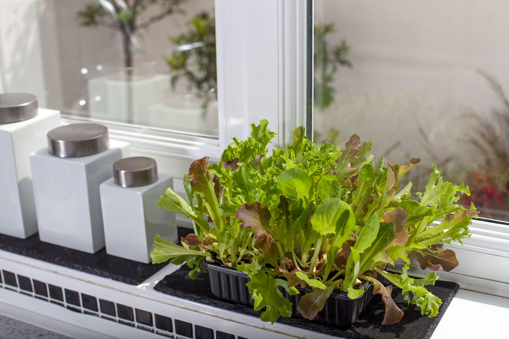 Salat am Fensterbrett | Credit: iStock.com/Ian Dyball