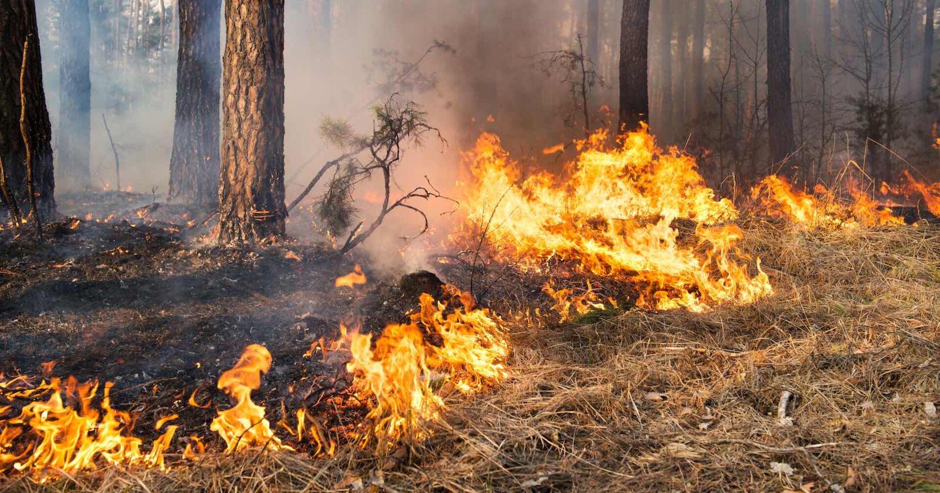Ein Brand in einem Wald.