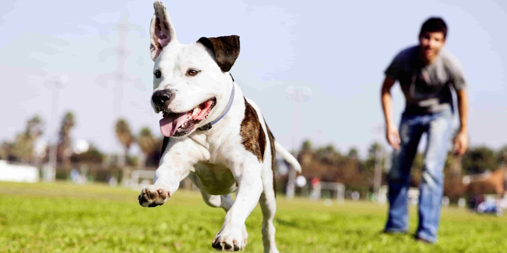 Ein weiß-brauner Hund springt auf einer grünen Wiese und im Sonnenlicht in die Luft. Im Hintergrund sieht ihm sein Besitzer zu.