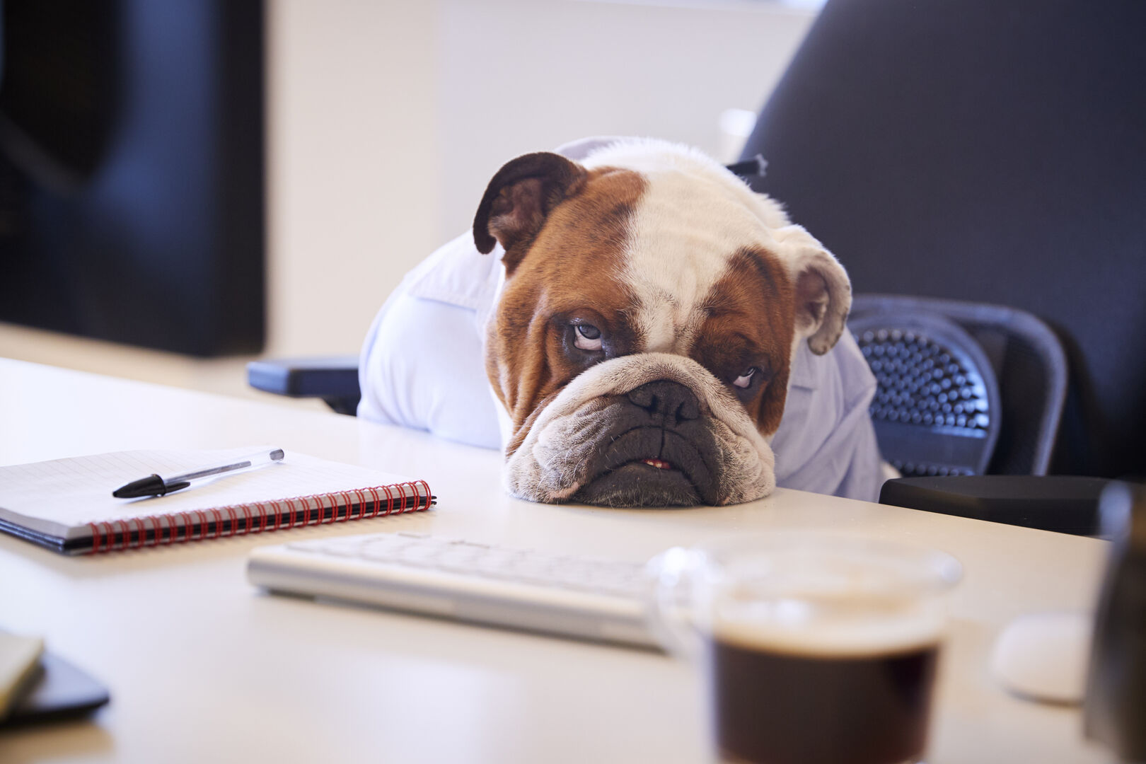 Bulldogge, die ihren Kopf müde auf den Schreibtisch gelegt hat.
