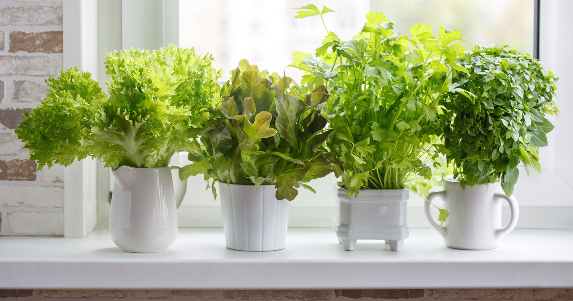 Kräuter und Salate stehen auf einer Fensterbank | Credit: iStock.com/Geshas