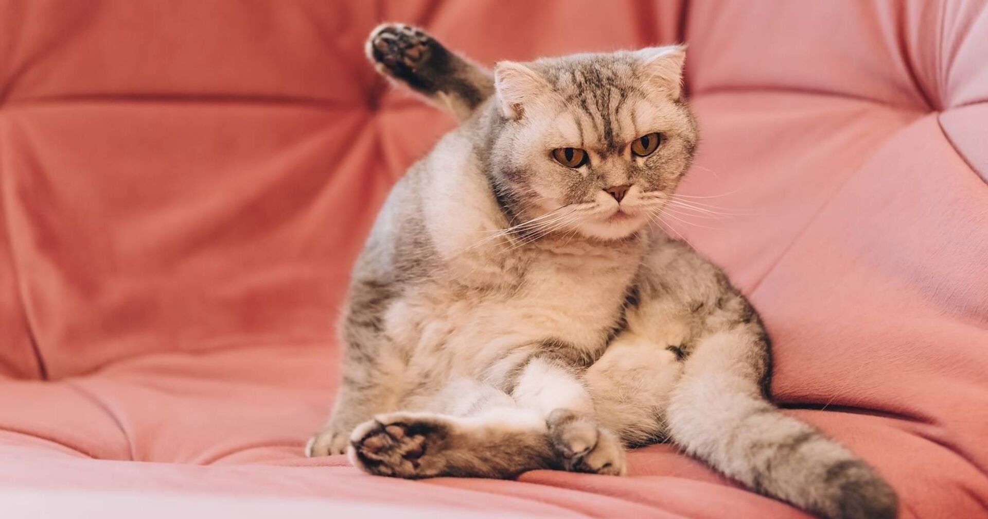 Katze, die sich gerade putzt und dabei verärgert aussieht.